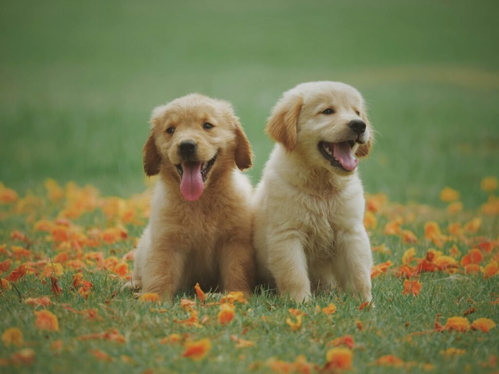 Nomes de Cachorros