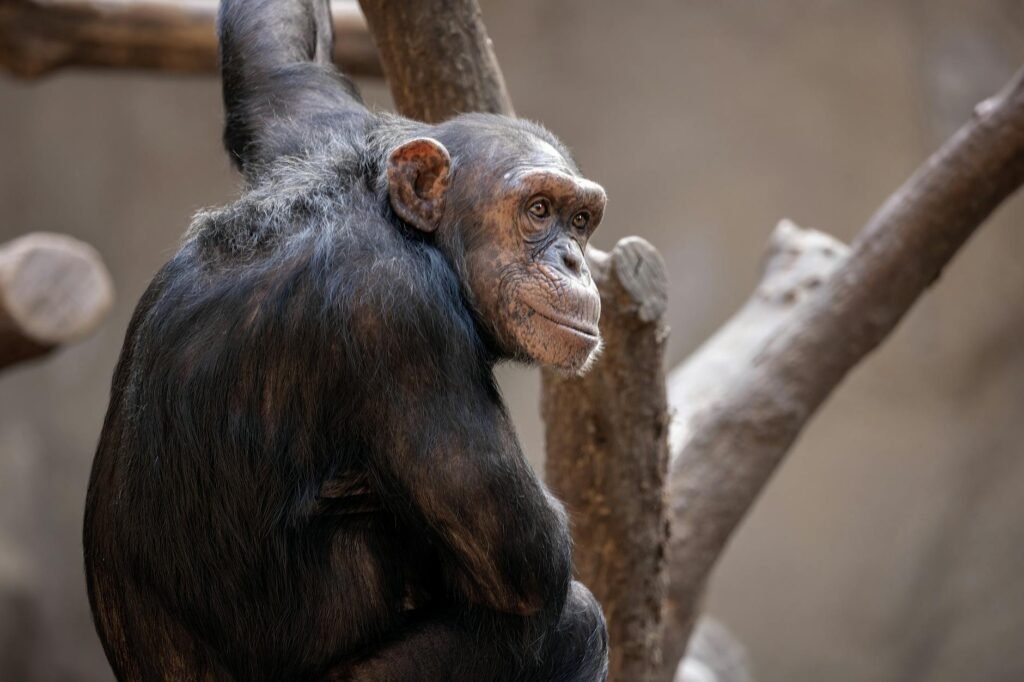 Desvendando a Mente Animal: Curiosidades Fascinantes sobre os Animais Mais Inteligentes do Mundo 2 Desvendando a Mente Animal: Curiosidades Fascinantes sobre os Animais Mais Inteligentes do Mundo — curiosidades sobre animais