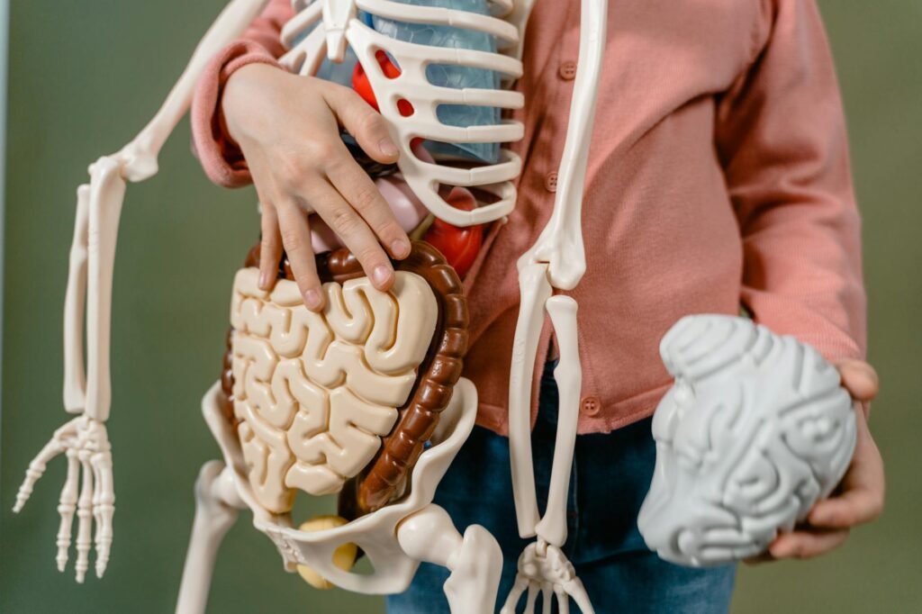 Cérebro Humano: As Mais Fascinantes Curiosidades Sobre Seu Funcionamento e Potencial Inexplorado 2 Cérebro Humano: As Mais Fascinantes Curiosidades Sobre Seu Funcionamento e Potencial Inexplorado — curiosidades sobre o funci